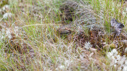Young viper in the grass