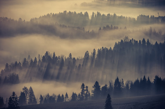 Misty mountain forest landscape in the morning, Poland © tomeyk