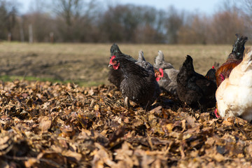 Chickens on traditional free range poultry farm