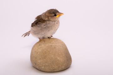 Spatz