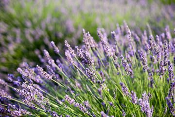 lavandes en Provence