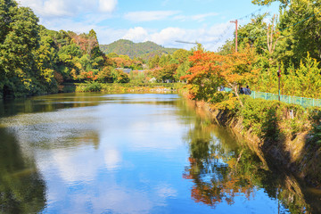 Arashiyama bamboo forest against blue sky background, Kyoto, Japan