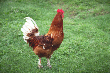 rooster in green field chicken hen grass country farming