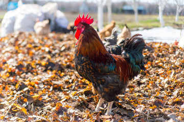 Rooster on traditional free range poultry farm