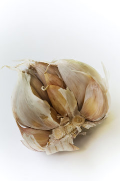 Details of garlic