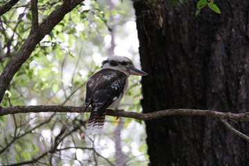 Kookaburra in a tree
