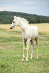 Obraz na płótnie Canvas Amazing welsh part-bred foal