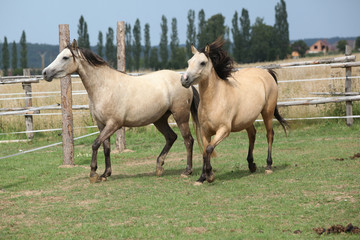 Obraz premium Two horses together on pasturage