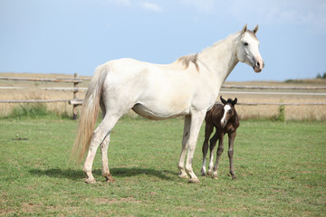 Naklejka na ściany i meble Nice mare with its foal