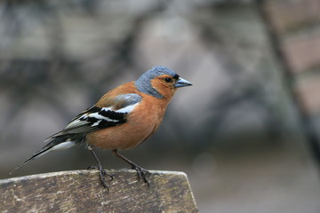 Finch
