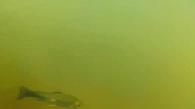 Trout in lake