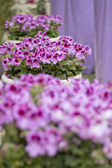 Obraz premium Edelpelargonie