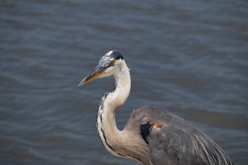 Great Blue Heron Closeup