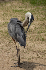 Naklejka premium Great Blue Heron bending backwards Closeup