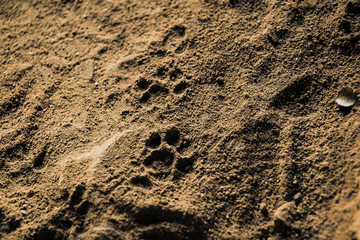 Cat paw prints in sand
