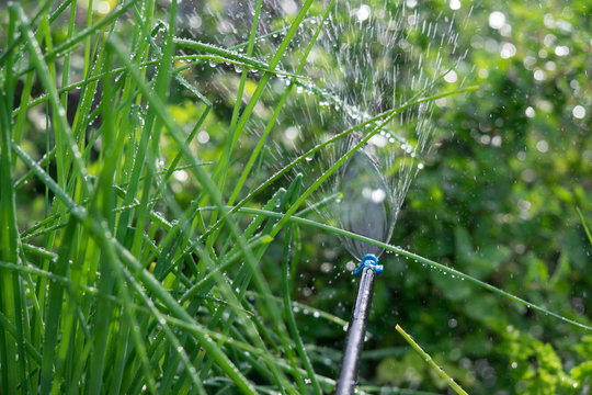 Irrigation water sprinkler in a herb garden