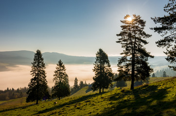 trees on the mountain with rising sun behind