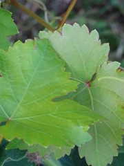 green Grün Blatt Natur Wein Weinblatt Weinrebe 