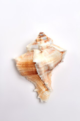 Beautiful sea shell, white background. Aquatic beauty object for decor.