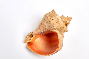 Close up of empty sea shell. Beautiful natural sea shell for decor.