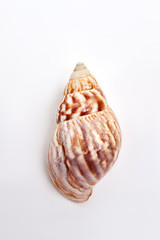 Natural marine souvenir, white background. Colorful object of ocean water.