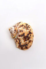 Textured colorful sea shell. Brown single sea shell for souvenir.