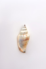 Sea shell of marine water. Single natural marine object, white background.