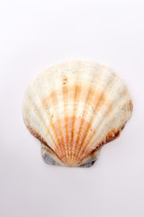 Aquatic natural sea shell. Close up of scallop, white background.