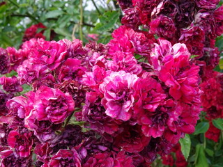 Blume pink Rose Garten Sommer rot rosales