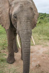Fototapeta na wymiar elephant walking on the grass, South Africa