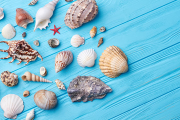 Set of sea shells close up. ?omposition from exotic sea objects, blue background.