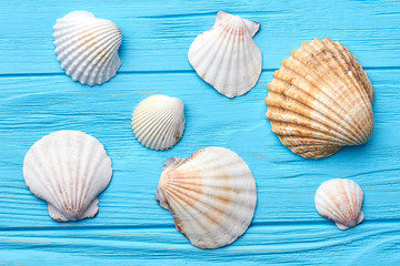 Several sea shells close up. Marine clams on blue background.