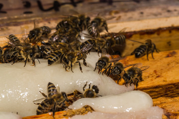 Feeding bees with sucrose on honeycomb frames in the hive