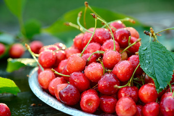 Fresh organic cherries in metal can on wooden table background with sun lights
