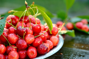 Fresh organic cherries in metal can on wooden table background with sun lights