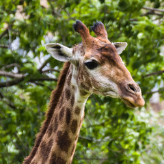 Naklejka na ściany i meble The giraffe is the tallest land animal on the planet. 