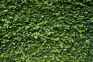 Ivy (Hedera). Natural green background.