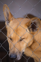 Portrait of a sad dog with sad look in a cage closeup