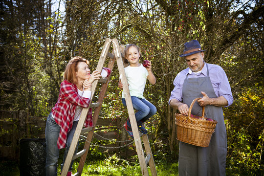 Multi-generation family picking apples, Munich, Bavaria, Germany
