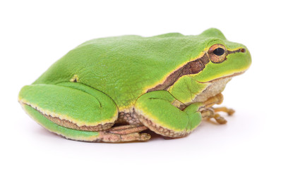 Green frog isolated.