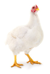 White hen isolated.