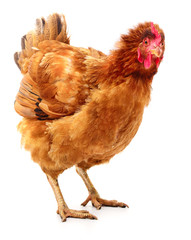 Brown hen isolated.