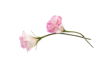 Two flowers of pink eustoma on a clean white background..