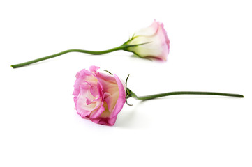 Two cut flowers of a pink Eustoma on a clean white background..