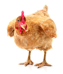 Brown hen isolated.