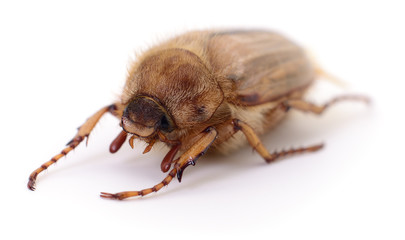 May beetle or Cockchafer or Melolontha isolated