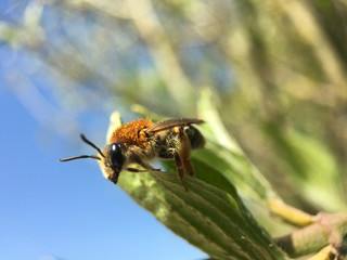 Bee flying away