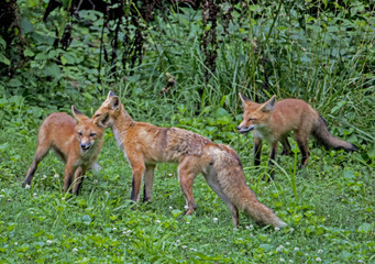 Naklejka na ściany i meble Red Fox family playing in green grass.