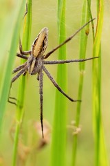 Spider on grass.