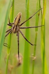 Spider on grass.